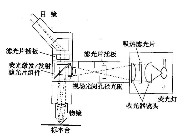 熒光顯微鏡光學(xué)原理 熒光顯微鏡光學(xué)原理