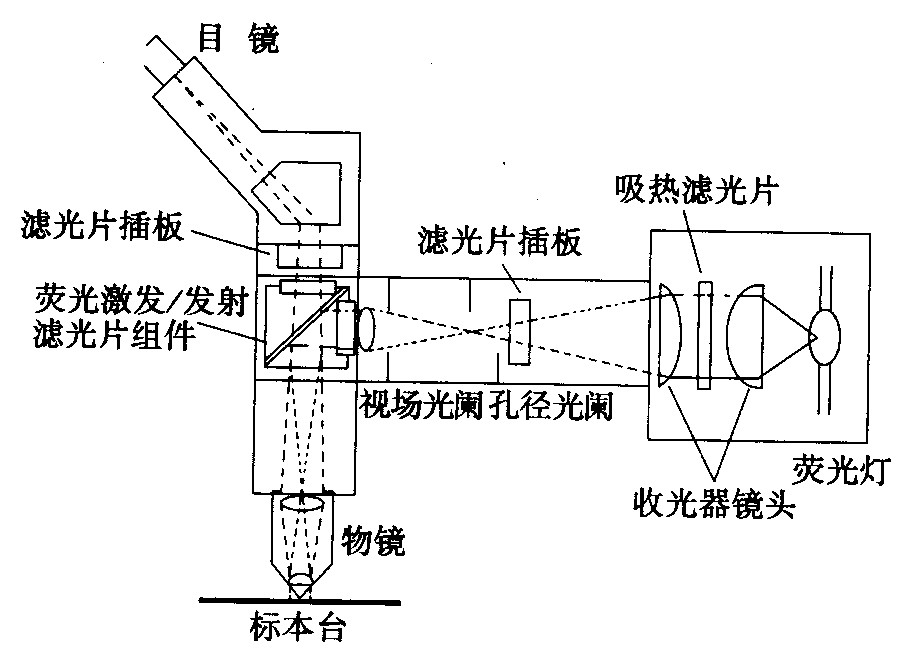 熒光顯微鏡光學系統(tǒng) 熒光顯微鏡光學系統(tǒng)